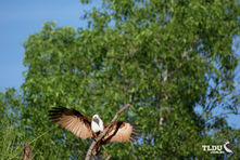 Brahminy Kite