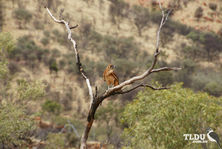 Brown Falcon