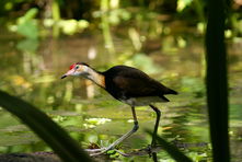 Comb Crested Jacana - The Land Down Under