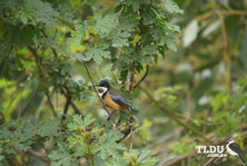 Eastern Spinebill