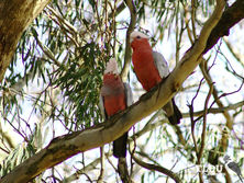 Galah