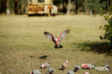 Galah