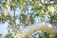 Grey shrike Thrush