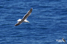 Kelp Gull