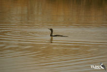 Little Black Cormorant