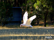 Long billed Corella