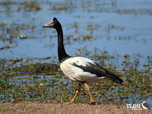 Magpie Goose