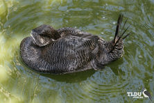 Musk Duck