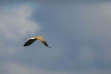 Nankeen Kestrel