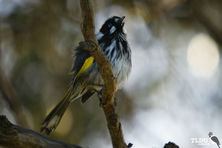 New Holland Honeyeater