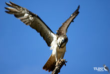 Osprey