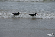 Pied Oyster Catcher