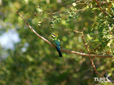 Rainbow Bee eater