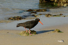 Sooty Oyster Catcher scouring the rocky shoreline for food