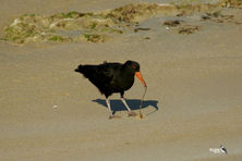 Sooty Oyster Catcher finds sand worm 