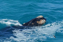 Southern Right Whale Barnacles