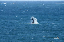 Southern Right Whale Tail Slapping - Victor Harbour