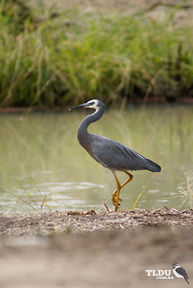 White Faced Heron