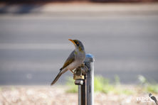 Yellow Throated Miner