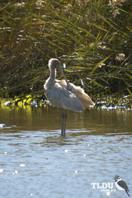 Yellow billed Spoonbill