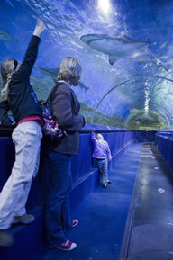 AQWA's Shipwreck Coast walk through aquarium