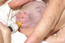 Australian Wombat Rehabilitation Centre - Wombat Joey