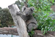 Koala at Wings Wildlife Park