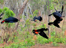 Red-tail black cockatoos - Venture North Birdwatching