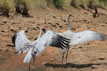 Sacred Earth Safaris - Brolgas Dance