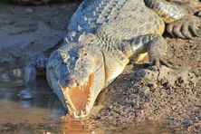 Sacred Earth Safaris meet an Estuarine Crocodile