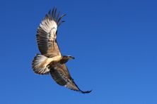 Sea Eagle taking flight after being released from care at Raptor Refuge