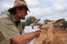 The Kangaroo Sanctuary - Brolga, Roger and Joey