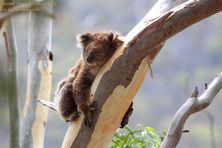 Truganina Koala - Koala Conservation Day