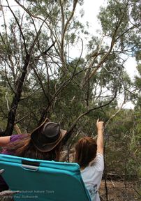 Truganina Koala and Janine - Koala Conservation Day