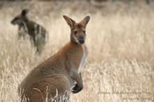 Wildlife Journey Wallabies