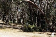 Keep branches in the shade to keep them fresh as possible before delivery