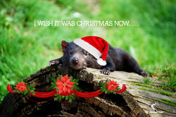 On the 10th Day of Christmas this Tasmanian Devil wished it was Christmas already