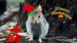 Eastern Quoll becomes Santas Little Helper in the Aussie Bush