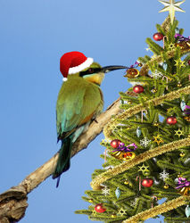 On the 16th Day of Christmas the Rainbow Bee-eaters are trimming the tree.