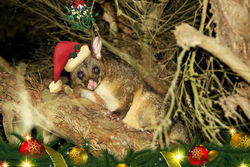 On the 18th Day of Christmas cheeky Mr Brushtail Possum hangs out directly under the mistletoe!