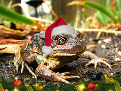 On the 22nd Day of Christmas this frog is hoping for a new pond from Santa