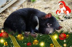 On the 23rd Day of Christmas the Tasmanian Devil dreams of big christmas dinners