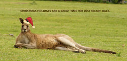 On the 8th Day of Christmas this Roo Relaxes