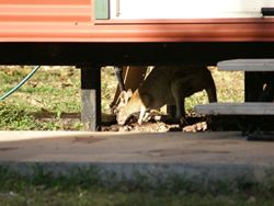 Agile Wallaby crawls under a house to find water - Northern Territory