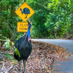 Be Cass-o-wary in Far North Queensland - great photo by David White