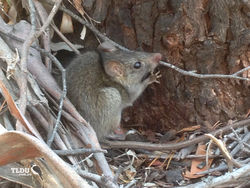 Black Rat - feral species of Australia