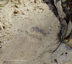 Brushtail Possum Track - Victoria