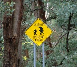 This one makes you look twice - bush pixie crossing - Victoria