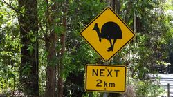 Cassowary Crossing Country - by Jacqueline Graf