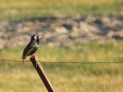 Starlings are known to breed in such numbers they can form swarms